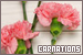 Carnations